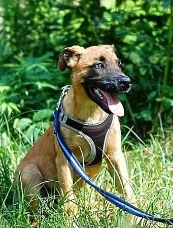 Szczeniak w typie owczarek belgijski malinois