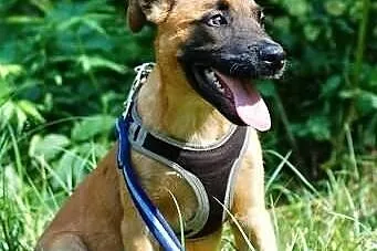 Szczeniak w typie owczarek belgijski malinois