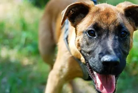 Szczeniak w typie owczarek belgijski malinois