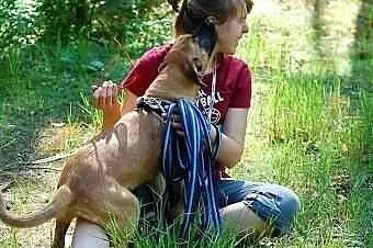 Szczeniak w typie owczarek belgijski malinois
