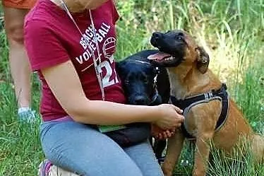 Szczeniak w typie owczarek belgijski malinois