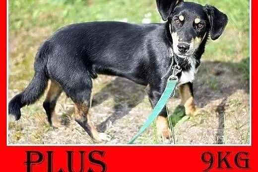 9kg,jamnik mix,łagodny,wesoły,młody piesek PLUS.Ad