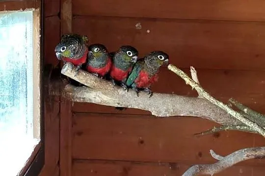Rudosterki czerwonobrzuche