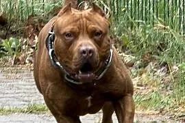 Pitbull Reproduktor
