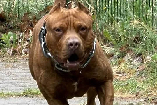 Pitbull Reproduktor, Wielkopolskie, Chodzież