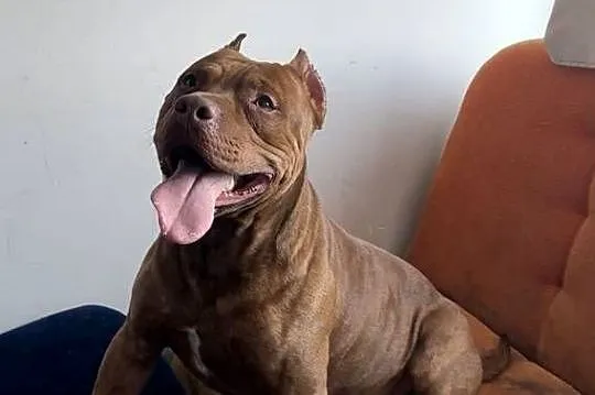 Pitbull Reproduktor, Wielkopolskie, Chodzież