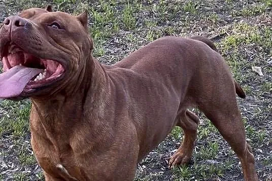 Pitbull Reproduktor, Wielkopolskie, Chodzież
