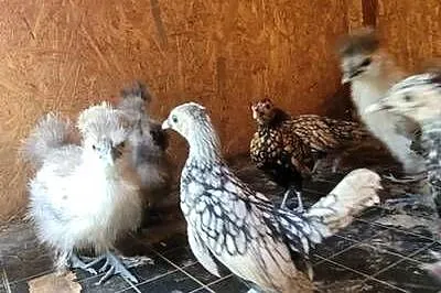 Sprzedam kury silki, kochiny, srebrytki, białoczuby holenderskie, Łódzkie, Skierniewice