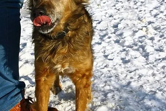 Ember poszukuje kochającego domu na resztę życia