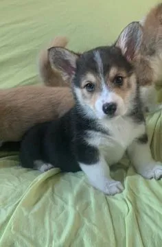 Szczeniaki Corgi Pembroke... napisz do mnie na WhatsApp: +44 7453 907158, , Marciszów