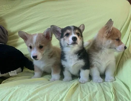 Szczeniaki Corgi Pembroke... napisz do mnie na WhatsApp: +44 7453 907158
