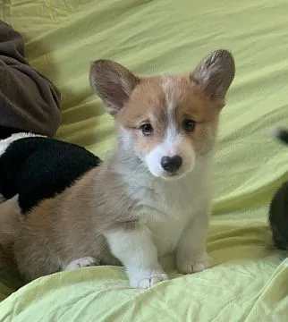 Szczeniaki Corgi Pembroke... napisz do mnie na WhatsApp: +44 7453 907158, , Marciszów