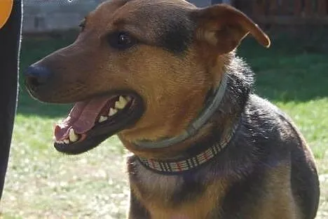 Przystojniak Diego do adopcji,  mazowieckie Warszawa