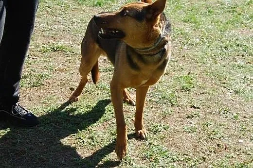 Przystojniak Diego do adopcji,  mazowieckie Warsza