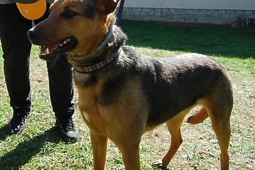 Przystojniak Diego do adopcji,  mazowieckie Warsza