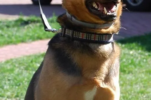 Przystojniak Diego do adopcji,  mazowieckie Warsza