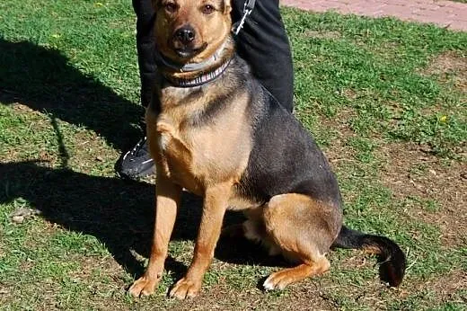 Przystojniak Diego do adopcji,  mazowieckie Warsza