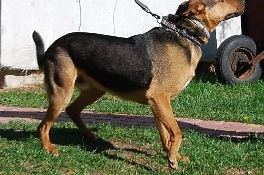 Przystojniak Diego do adopcji,  mazowieckie Warsza