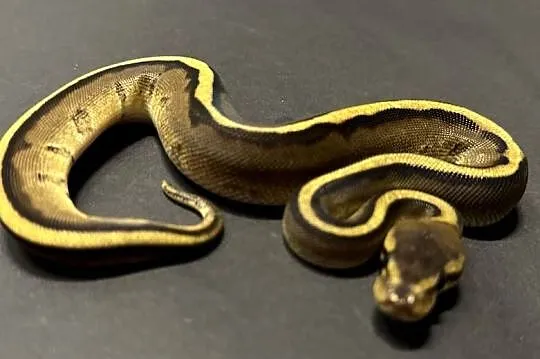 Pyton regius - Genetic Stripe - samiczka