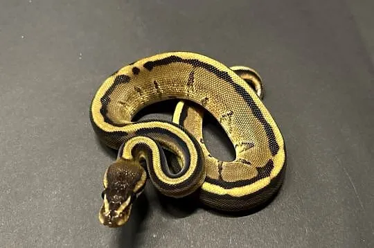 Pyton regius - Genetic Stripe - samiczka, Kujawsko-pomorskie, Bydgoszcz