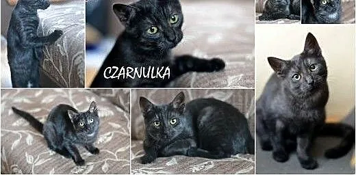 Pokochaj i przygarnij Czarnulkę , śląskie Gliwice