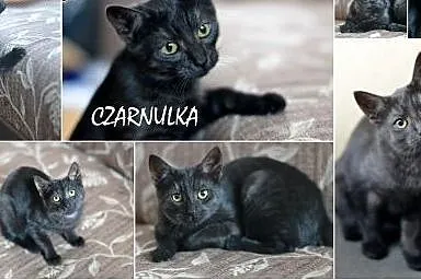 Pokochaj i przygarnij Czarnulkę ,  śląskie Gliwice