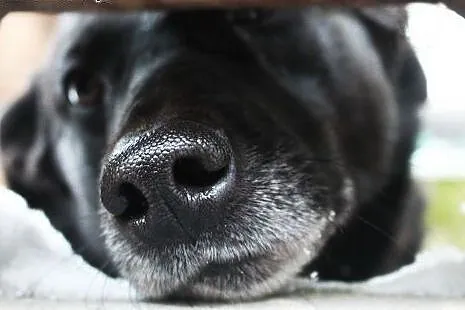 Reksio i Czarna dwa przecudowne psiaki do pokochan