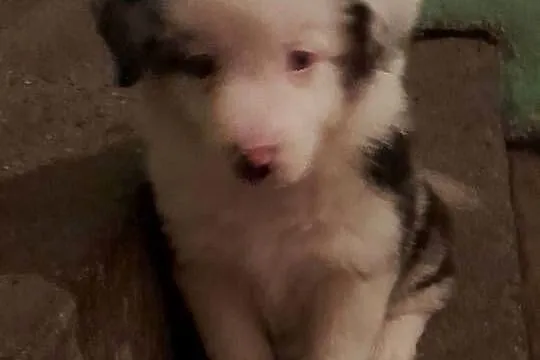 Szczeniak border collie
