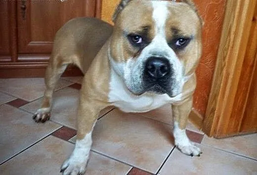 American Bully ABKC reproduktor, wielkopolskie Ko