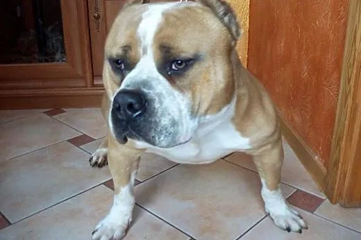 American Bully ABKC reproduktor,  wielkopolskie Ko