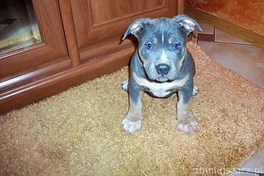 American Bully ABKC reproduktor,  wielkopolskie Ko