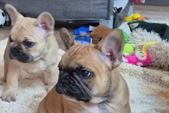 Bulldog francuski, szczeniaczek, Czyżeminek, Łódzkie