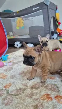 Bulldog francuski, szczeniaczek, Czyżeminek, Łódzkie, 