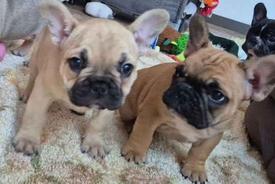 Bulldog francuski, szczeniaczek, Czyżeminek, Łódzkie, 