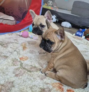 Bulldog francuski, szczeniaczek, Czyżeminek, Łódzkie, 