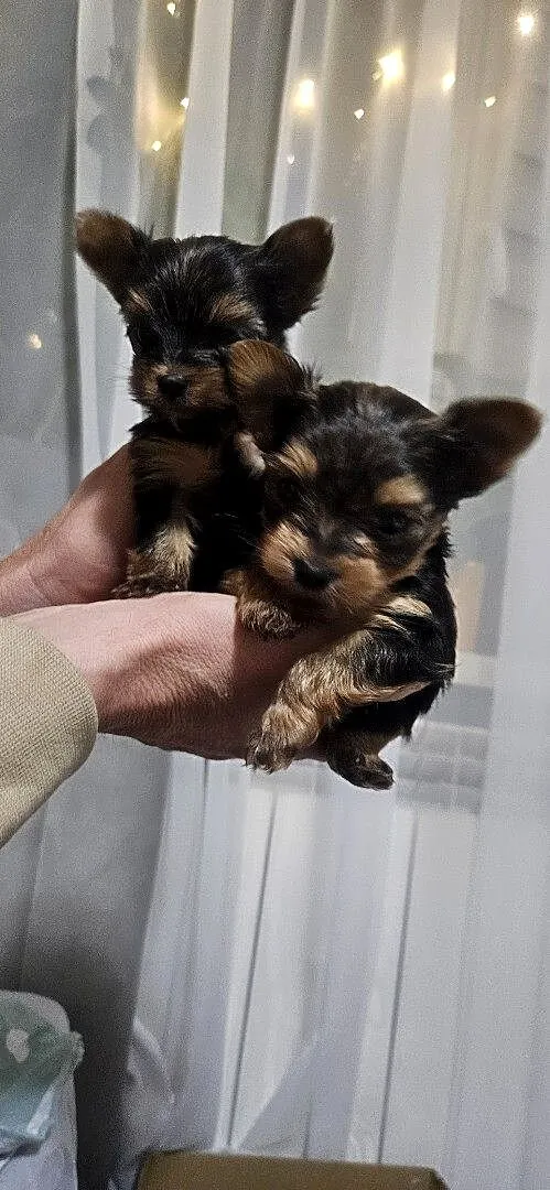 Miniaturka Yorkshire terrier, Podkarpackie, Nowosielec