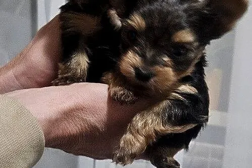 Miniaturka Yorkshire terrier, Podkarpackie, Nowosielec