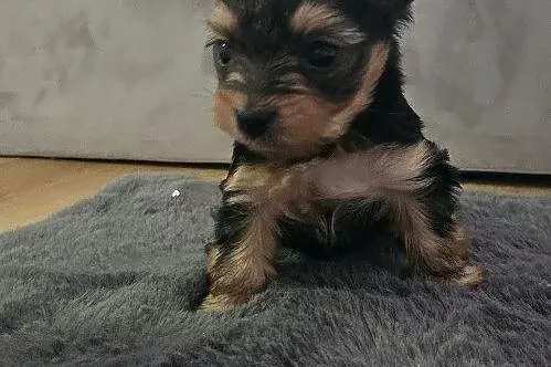 Miniaturka Yorkshire terrier, Podkarpackie, Nowosielec