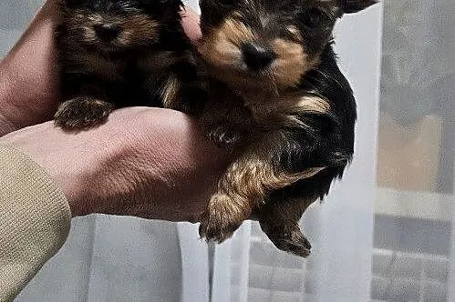 Miniaturka Yorkshire terrier, Podkarpackie, Nowosielec
