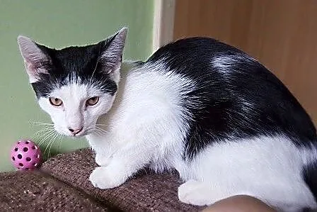 Tadzik