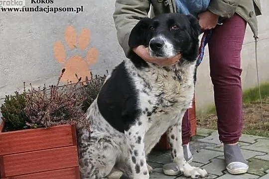 Kokos - dostojny pies, Mazowieckie, Nowy Dwór Mazowiecki