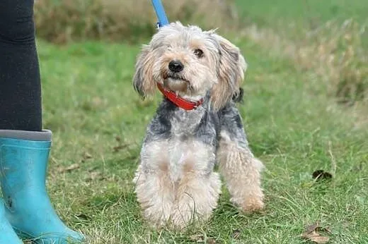 Piękny Fido &#8211; wydłużona procedura adopcy