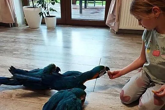 Ara ararauna ręcznie karmione, Śląskie, Jaworzynka