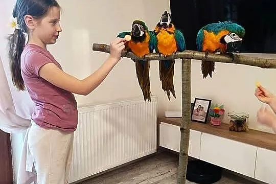 Ara ararauna ręcznie karmione, Śląskie, Jaworzynka