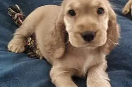 Cocker spaniel angielski