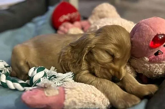 Cocker spaniel angielski, Dolnośląskie, Jelenia Góra
