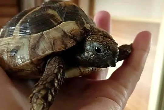 Żółw Stepowy Testudo Hermanni