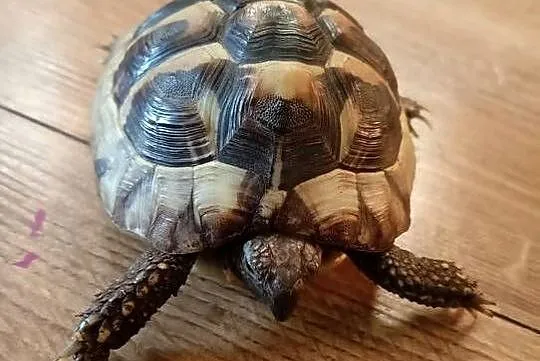 Żółw Stepowy Testudo Hermanni, Wielkopolskie, Nowy Tomyśl