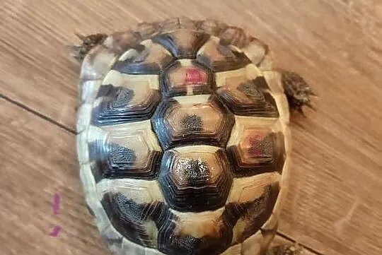 Żółw Stepowy Testudo Hermanni, Wielkopolskie, Nowy Tomyśl
