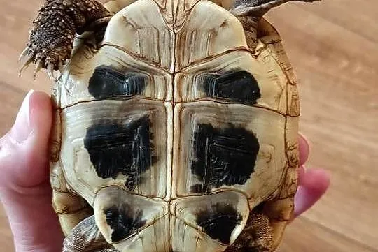 Żółw Stepowy Testudo Hermanni, Wielkopolskie, Nowy Tomyśl
